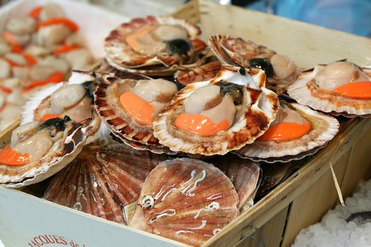 Fresh Scallops, pecten maximus at Fish Shop