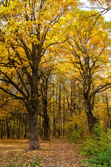 Beautiful autumn view of Bitsa Park (Bitsevski Park), Central Chertanovo, Moscow, Russia