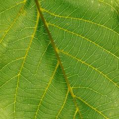 macro leaf innervation of plants from the Biała River valley in the city of Białystok in Podlasie in Poland