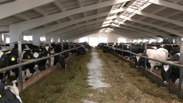 Long lit aisle dividing parts of contemporary cattle farm into two cow stables. long row of cows sticking their heads out bars of stable to feed. Two long rows of milk cows eating fresh hay
