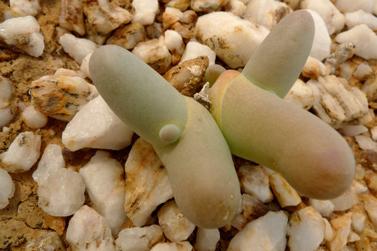 This Namaqualand mesemb succulent looks like it is giving a thumbs up sign