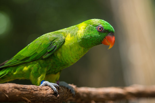 Incredibly colorful lorikeets.