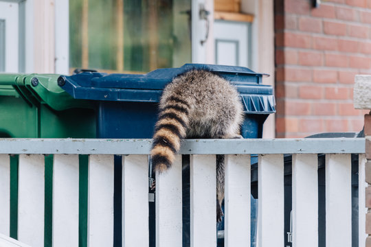 Raccoon climbing into recycling bin