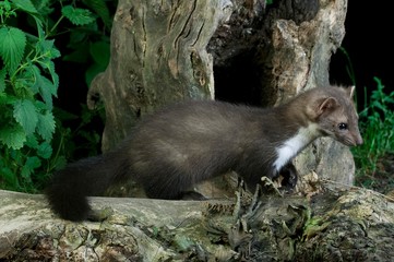 Stone Marten or Beech Marten, martes foina, Adult emerging from Stump, Normandy