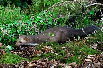 Stone Marten or Beech Marten, martes foina, Adult, Normandy
