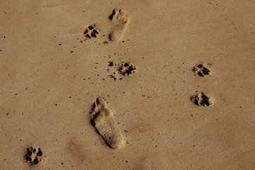 Conceptual image depicting human and canine bond