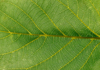 macro leaf innervation of plants from the Biała River valley in the city of Białystok in Podlasie in Poland