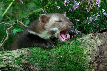 Stone Marten or Beech Marten, martes foina, Adult Yawning, Normandy