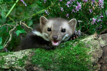 Stone Marten or Beech Marten, martes foina, Adult emerging from vegetation, Normandy