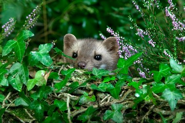 Stone Marten or Beech Marten, martes foina, Adult camouflaged through vegetation, Normandy