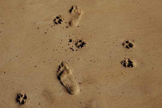 Conceptual image depicting human and canine bond