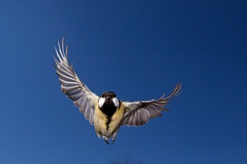 Great Tit, parus major, Female in Flight, Normandy