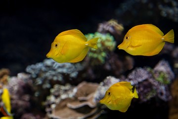 Fototapeta na wymiar Yellow Tang Fish, zebrasoma flavescens