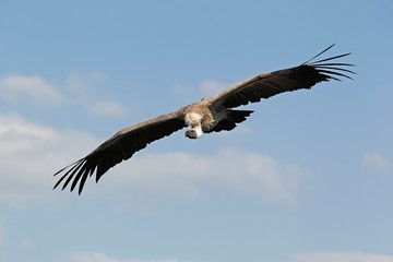 African White Backed Vulture, gyps africanus, Adult in Flight against Blue Sky