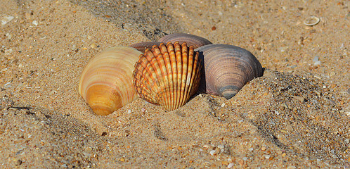 Big shells in the sand on the shore