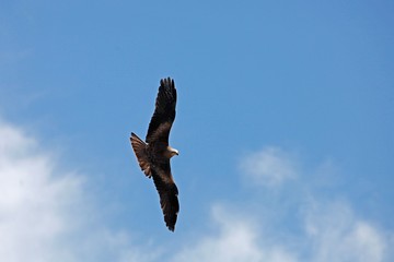 Black Kite, milvus migrans, Adult in Flight against Blue Sky