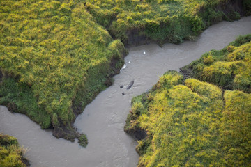Aerial View of Hippos in Kenya, Africa