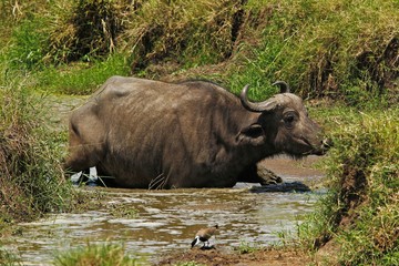 Obraz premium African Buffalo, syncerus caffer, Adult crossing Waterhole, Masai Mara Park in Kenya