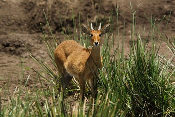 Southern or Common Reedbuck, redunca arundinum, Male standing in Swamp, Masai Mara Park in Kenya