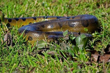 Green Anaconda, eunectes murinus, Los Lianos in Venezuela