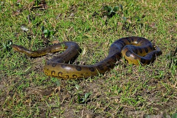 Green Anaconda, eunectes murinus, Los Lianos in Venezuela