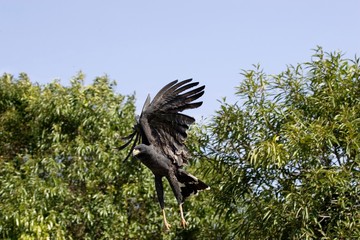 Great Black Hawk, buteogallus urubitinga, Adult in Flight, Los Lianos in Venezuela