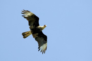 Crested Caracara, caracara cheriway, Adult in Flight, Los Lianos in Venezuela