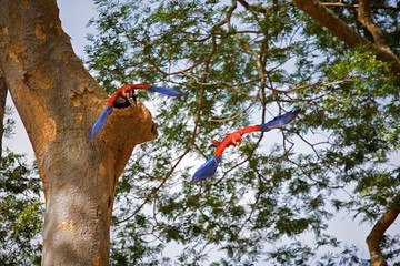 Scarlet Macaw, ara macao, Pair standing near Nest, Taking off, in flight, Los Lianos in Venezuela © slowmotiongli
