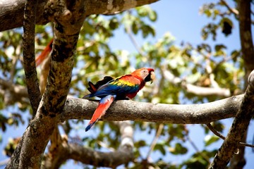 Scarlet Macaw, ara macao, Adult standing on Branch, Los Lianos in Venezuela © slowmotiongli