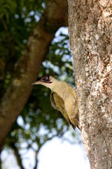 Green Woodpecker, picus viridis on Tree Trunk, Normandy