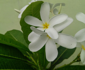 White frangipani plumeria flower blooming in branch of green leaves plant