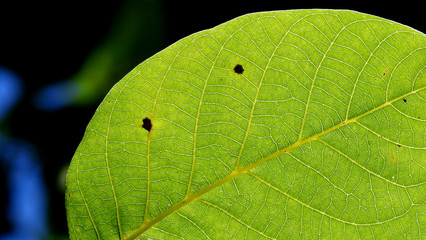 macro leaf innervation of plants from the Biała River valley in the city of Białystok in Podlasie in Poland