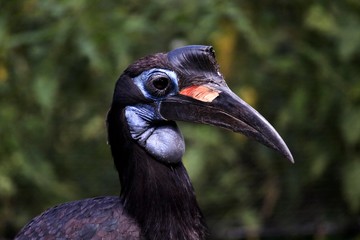 Abyssian Ground Hornbill or Norhtern Ground Hornbill, bucorvus abyssinicus, Portrait of Female