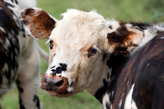 Normandy Cow, Domestic Cattle