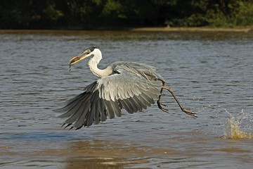 White-Necked Heron, ardea cocoi, Adult in Flight, Fishing, Los Lianos in Venezuela