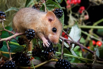 Common Dormouse, muscardinus avellanarius, Adult eating Berries, Normandy