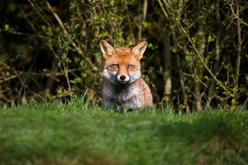 Red Fox, vulpes vulpes, Adult standing on Grass, Normandy