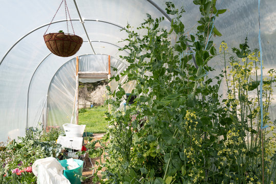 Garden Poly Tunnel with Sweet Pea Plants