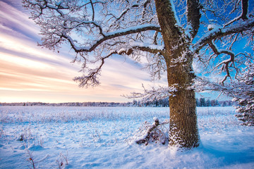 Beautiful tree in winter landscape in late evening