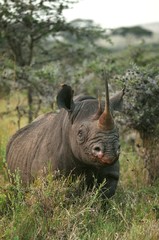 Black Rhinoceros, diceros bicornis, Adult standing in Bush, Nakuru Park in Kenya