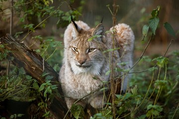 Naklejka na ściany i meble Siberian Lynx, lynx lynx wrangeli, Adult standing on Branch