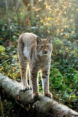 Siberian Lynx, lynx lynx wrangeli, Adult standing on Branch