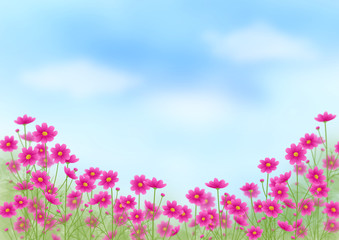 Obraz na płótnie Canvas ピンクのグラデーションのコスモス畑と青空、秋の風景、コピースペース