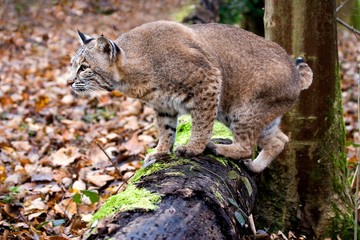 European Lynx, felis lynx, Adult standing on Branch