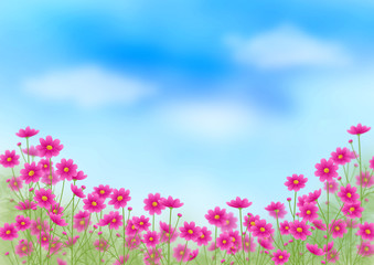Obraz na płótnie Canvas ピンクのグラデーションのコスモス畑と青空、秋の風景、コピースペース