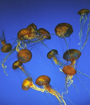 Purple-Stripped Jellyfish, pelagia noctiluca