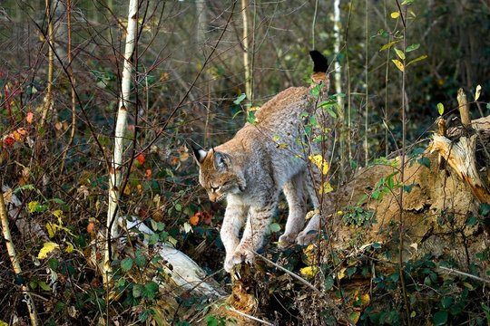 Siberian Lynx, lynx lynx wrangeli, Adult standing on Branch