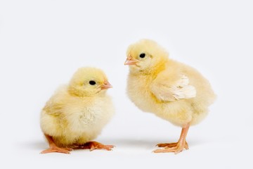 Chicks against White Background