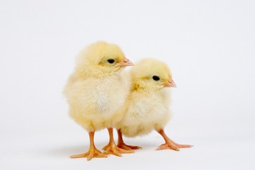 Chicks against White Background