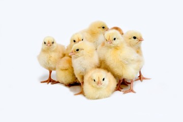 Chicks against White Background